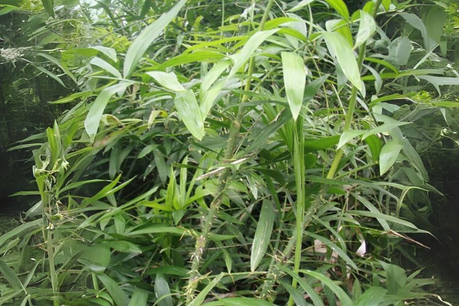 Dây mây tự nhiên