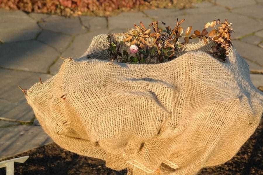 Bao bố trong làm vườn (trùm cây) Bao bố trong làm vườn (trùm cây)