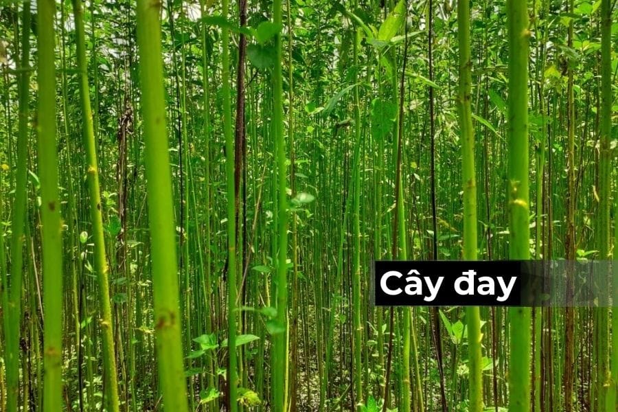 Thân cây đay
