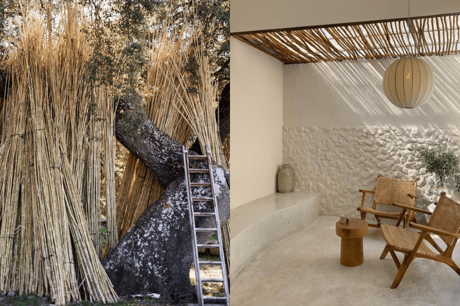 Cây sậy được dùng decor trong thiết kế hiện đại