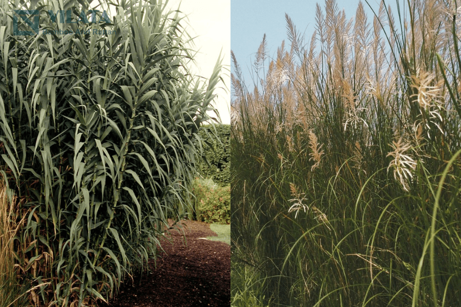 Cây lau sậy và cây sậy (bên trái) khác nhau điều gì?